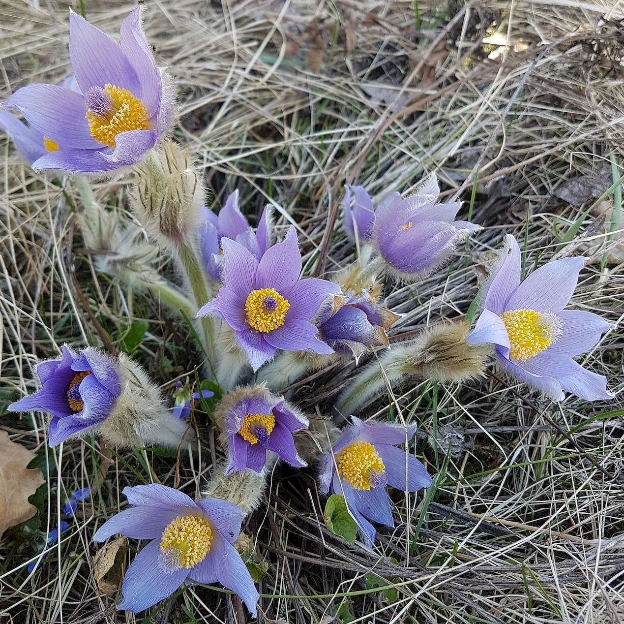 Image of Pulsatilla grandis specimen.
