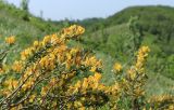 genus Chamaecytisus. Веточки с соцветиями стелющегося по склону растения. Краснодарский край, Абинский р-н, хр. Свинцовые горы, гора Свинцовая, луговой склон. 17.05.2025.