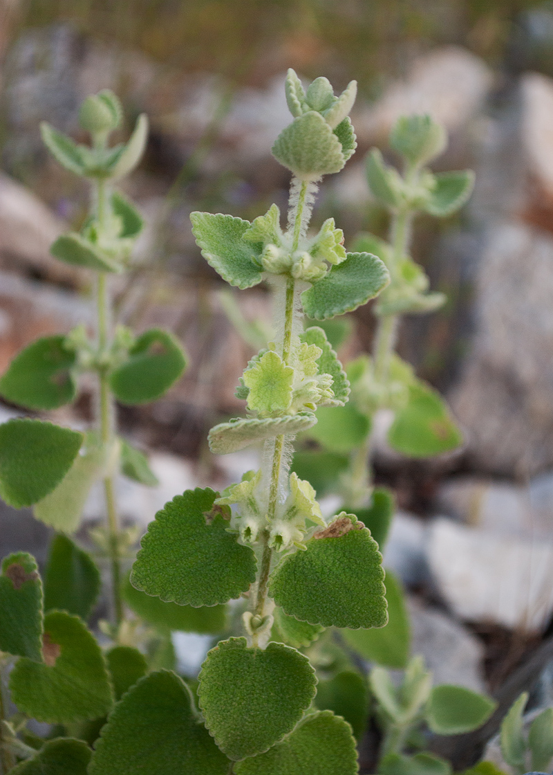 Image of Ballota acetabulosa specimen.