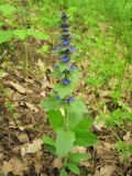 Ajuga genevensis