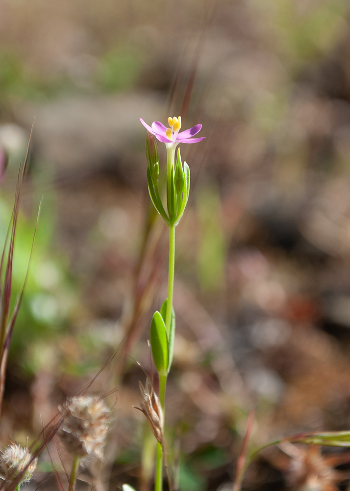 Image of Centaurium erythraea ssp. rumelicum specimen.