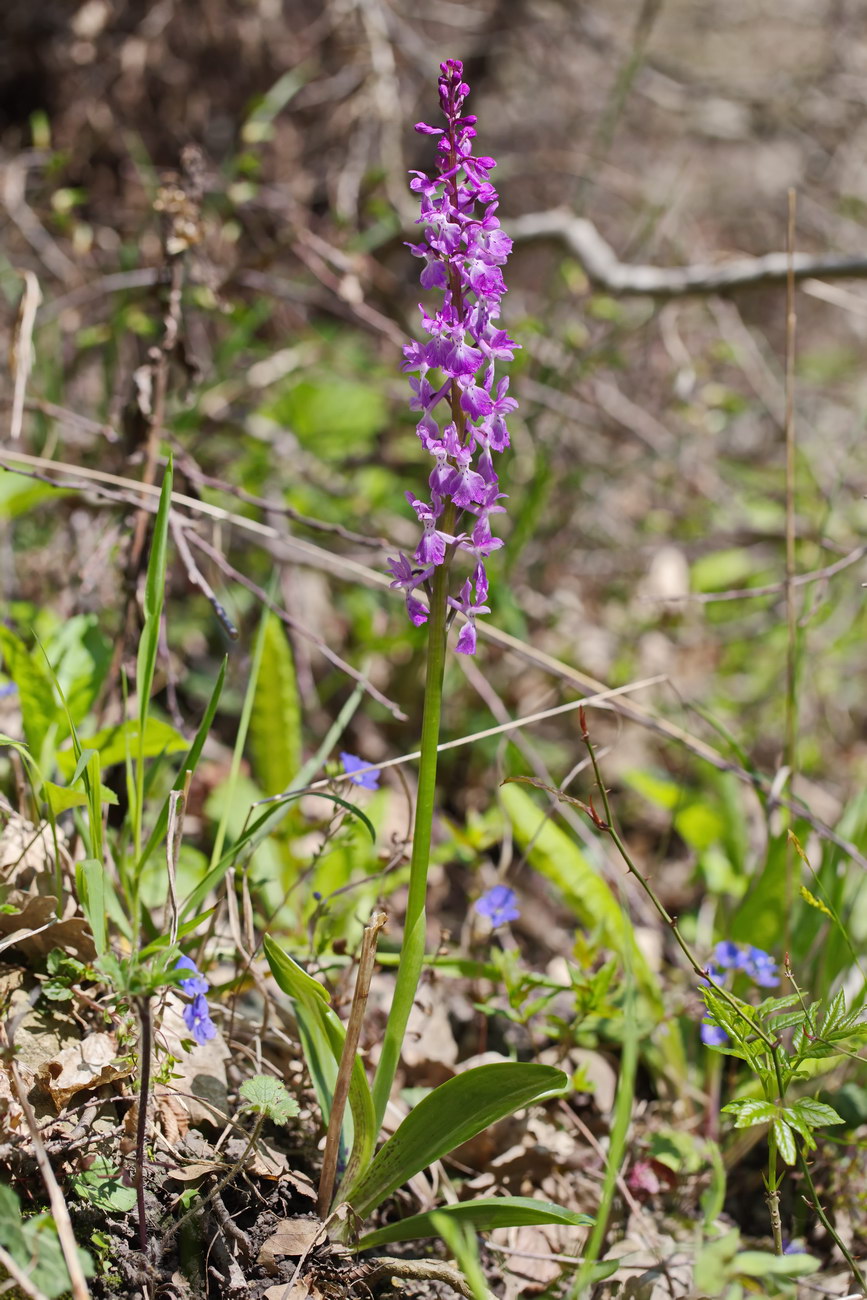 Image of Orchis mascula specimen.