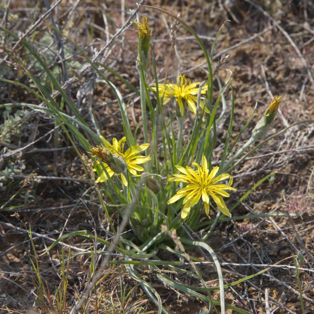 Image of genus Scorzonera specimen.