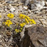 Odontarrhena obovata