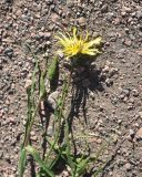 genus Tragopogon