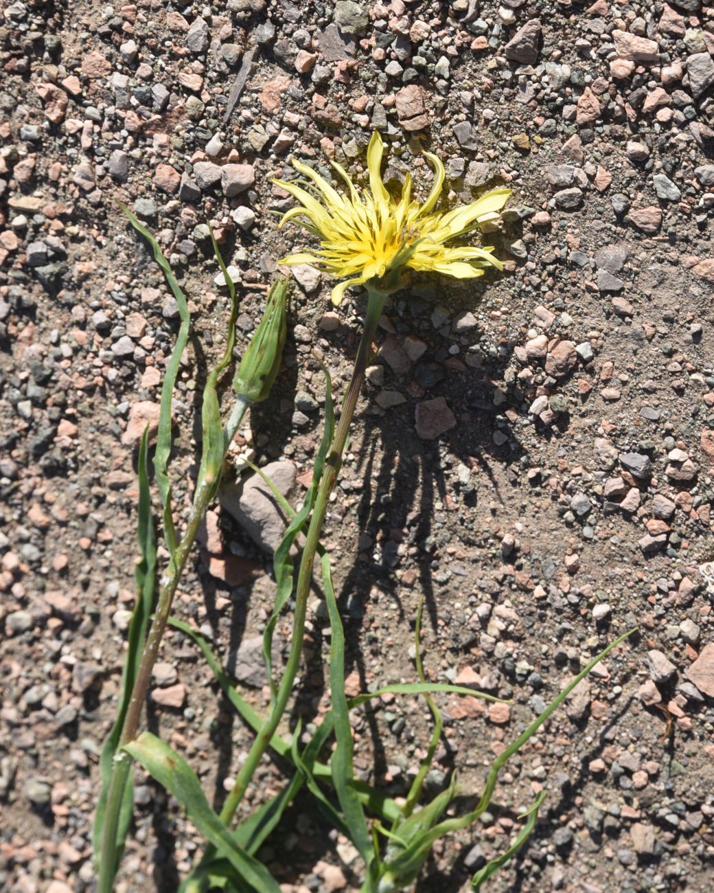 Image of genus Tragopogon specimen.