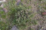 род Astragalus