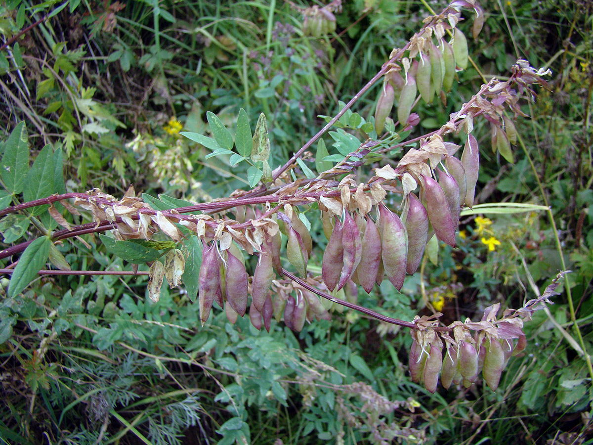 Изображение особи Astragalus lepsensis.