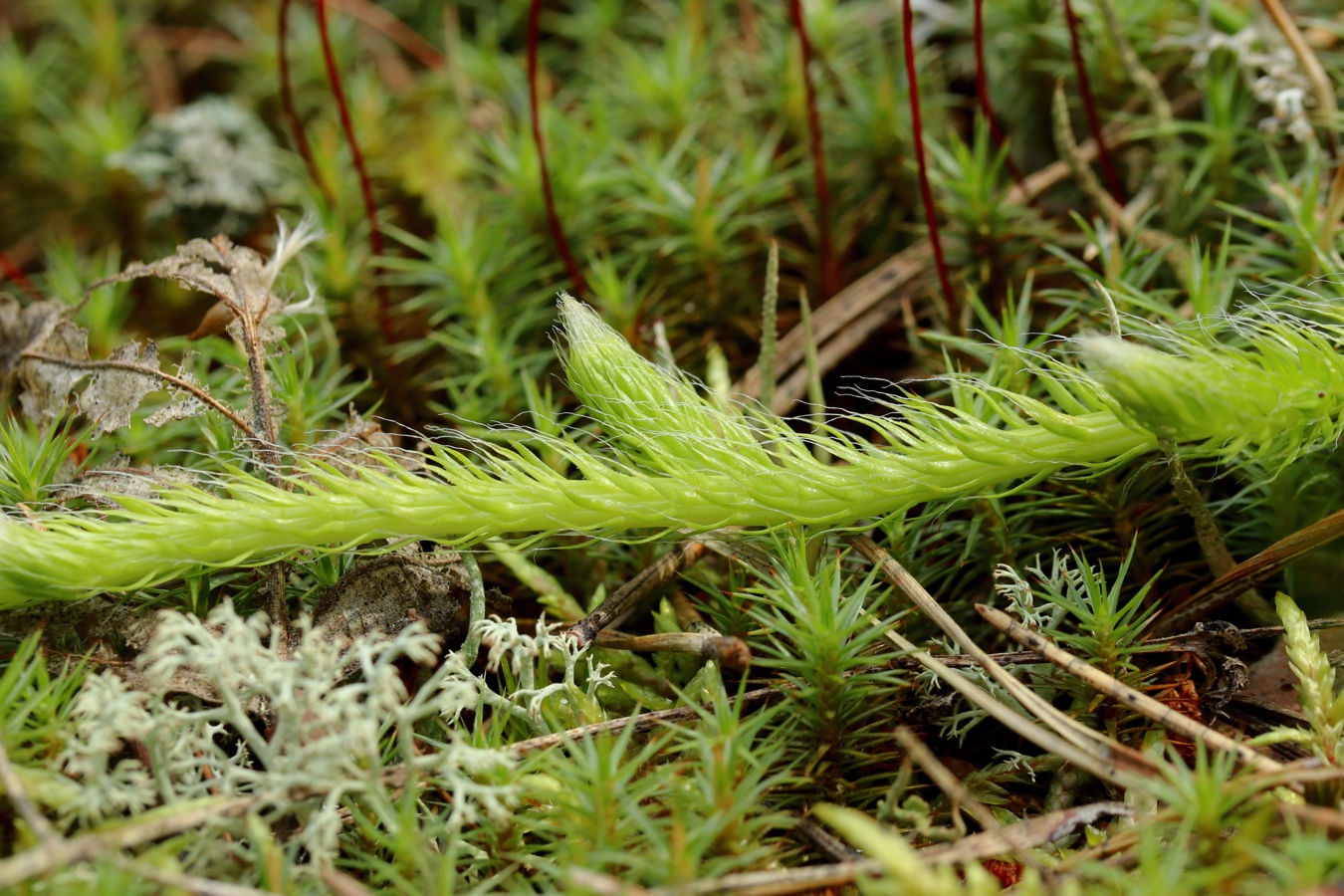 Image of Lycopodium clavatum specimen.