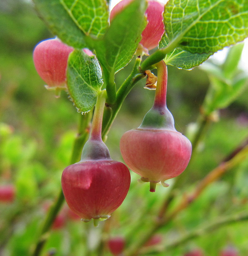 Изображение особи Vaccinium myrtillus.