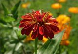 Zinnia elegans. Соцветие (махровая форма). Московская обл., Раменский р-н, окр. дер. Хрипань, садовый участок. 13.08.2025.
