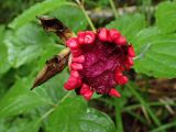 Paeonia obovata