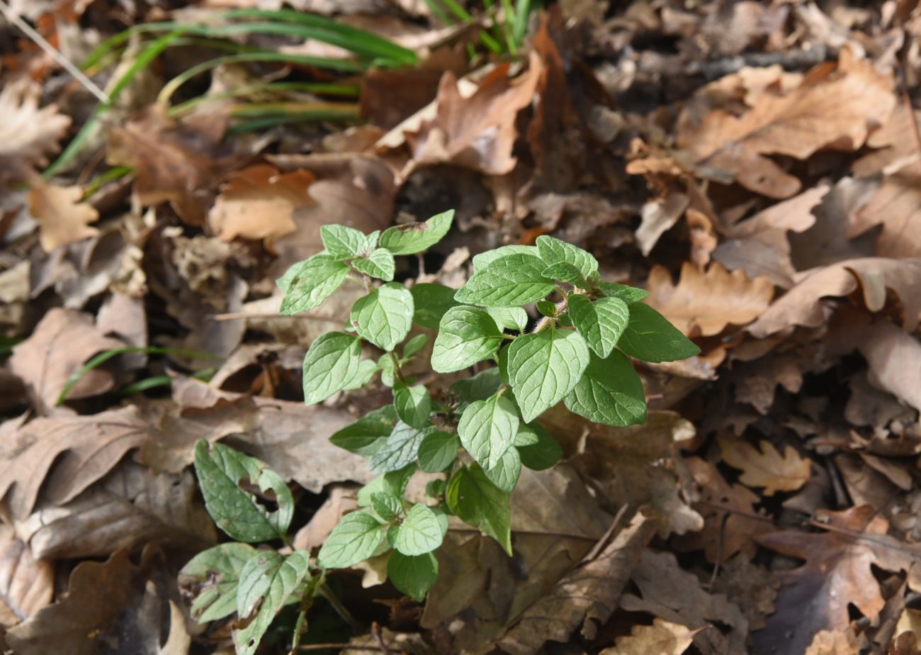 Изображение особи Origanum vulgare.