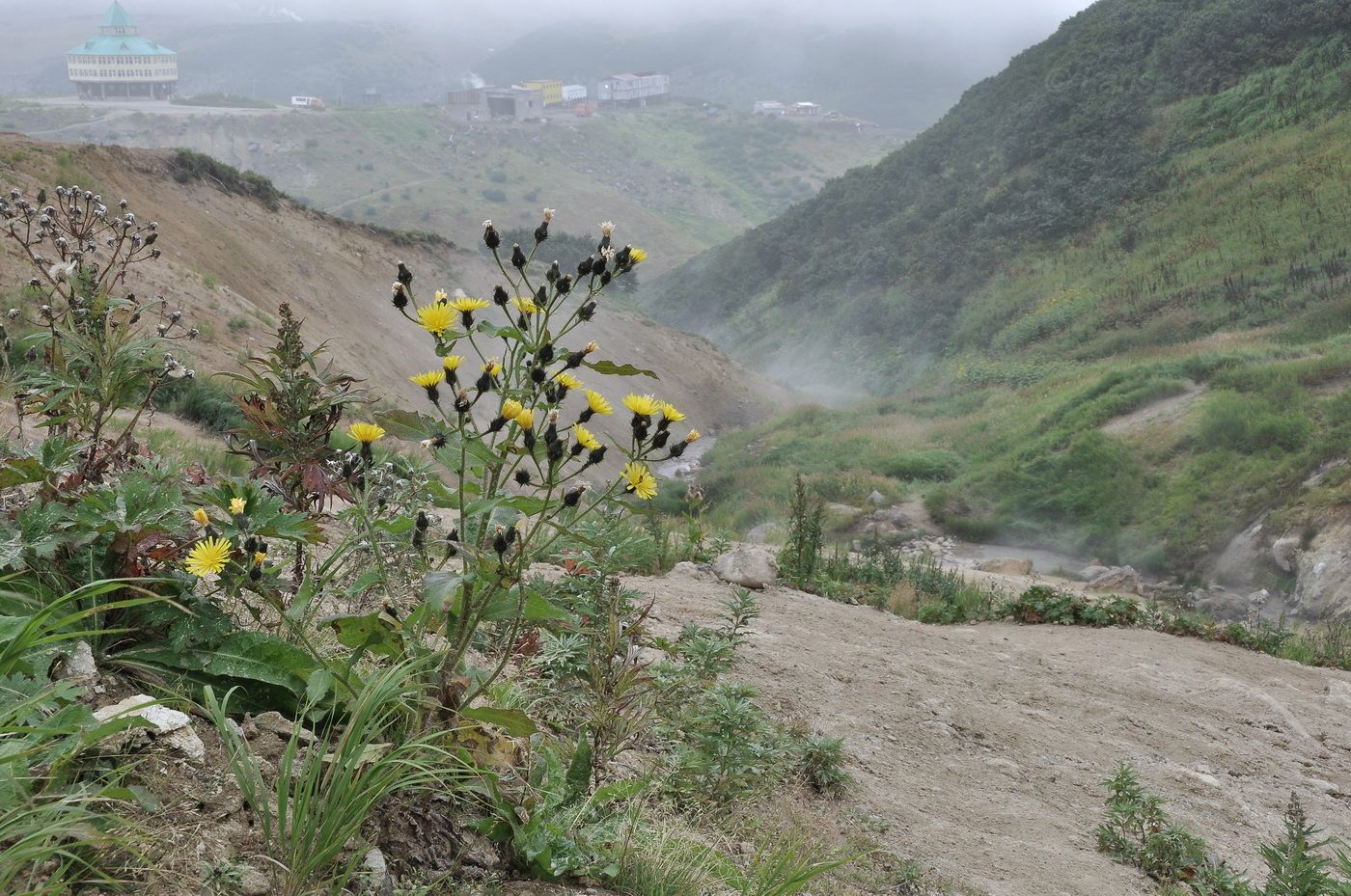 Image of Picris kamtschatica specimen.