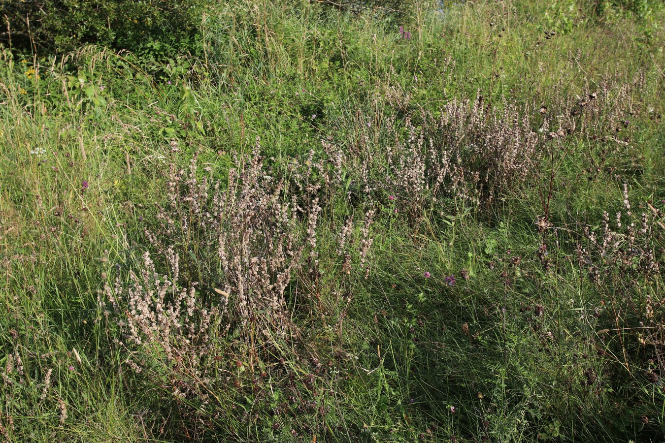 Image of Rhinanthus vernalis specimen.