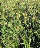 Dianthus armeria. Цветущие и плодоносящие растения. Белгородская обл., пос. Ракитное, ул. Сосновая, 2, в культуре. 23 июля 2022 г.