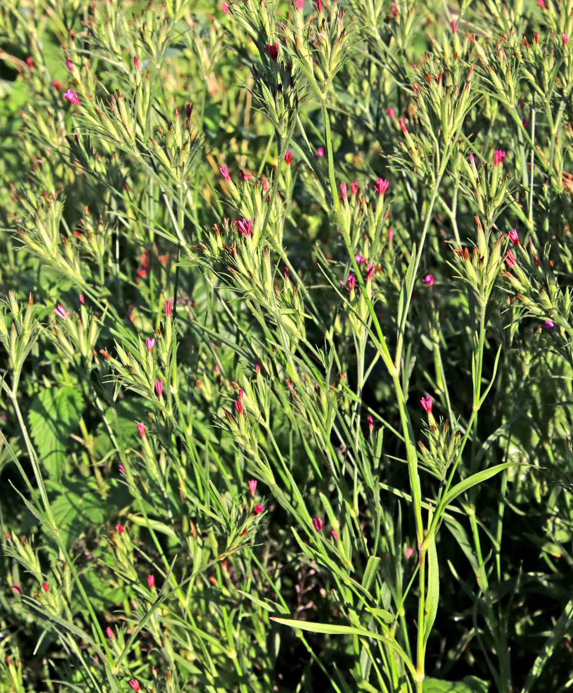Изображение особи Dianthus armeria.