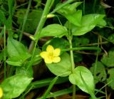 Lysimachia nemorum