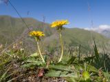 Taraxacum officinale