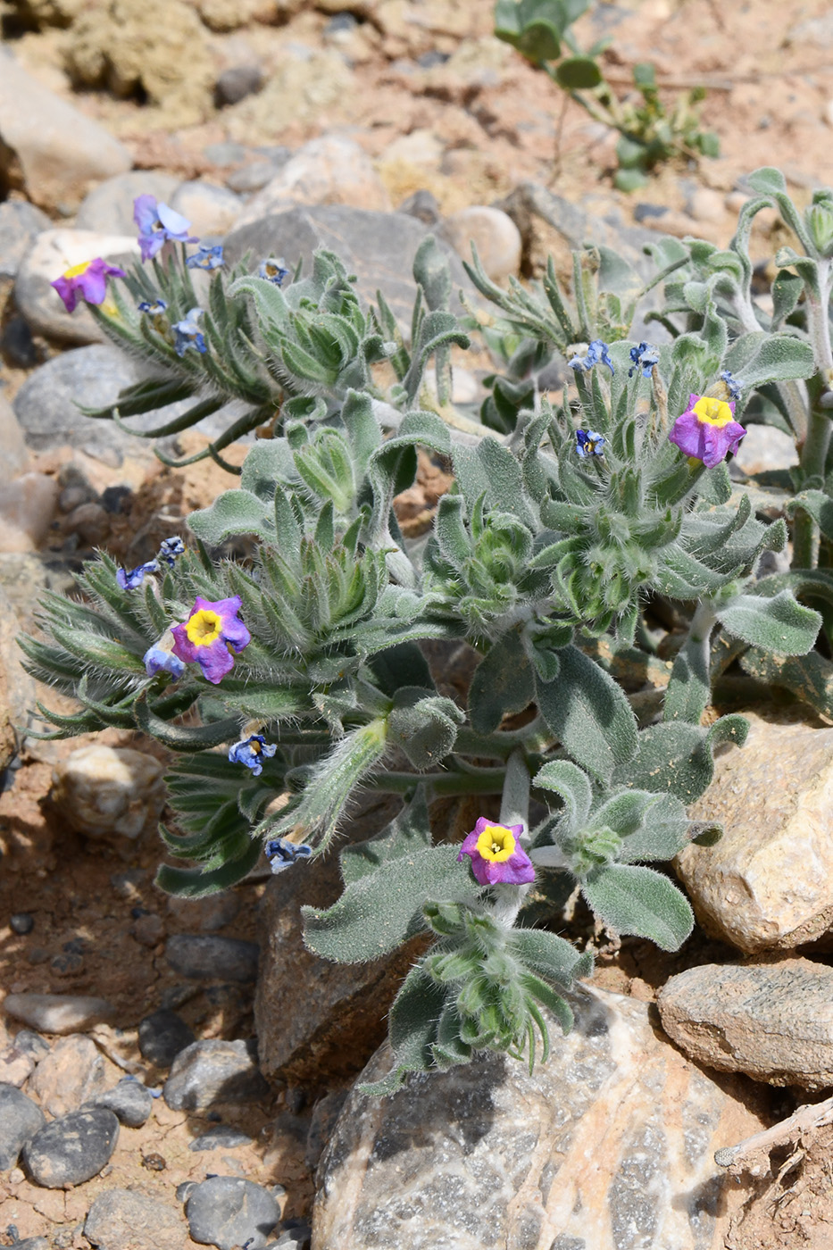 Изображение особи Arnebia obovata.