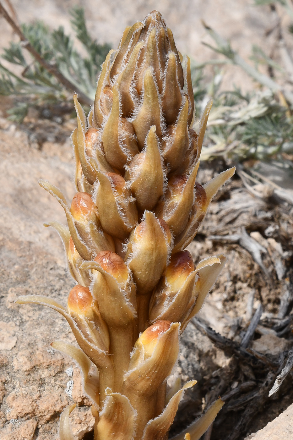 Image of genus Orobanche specimen.