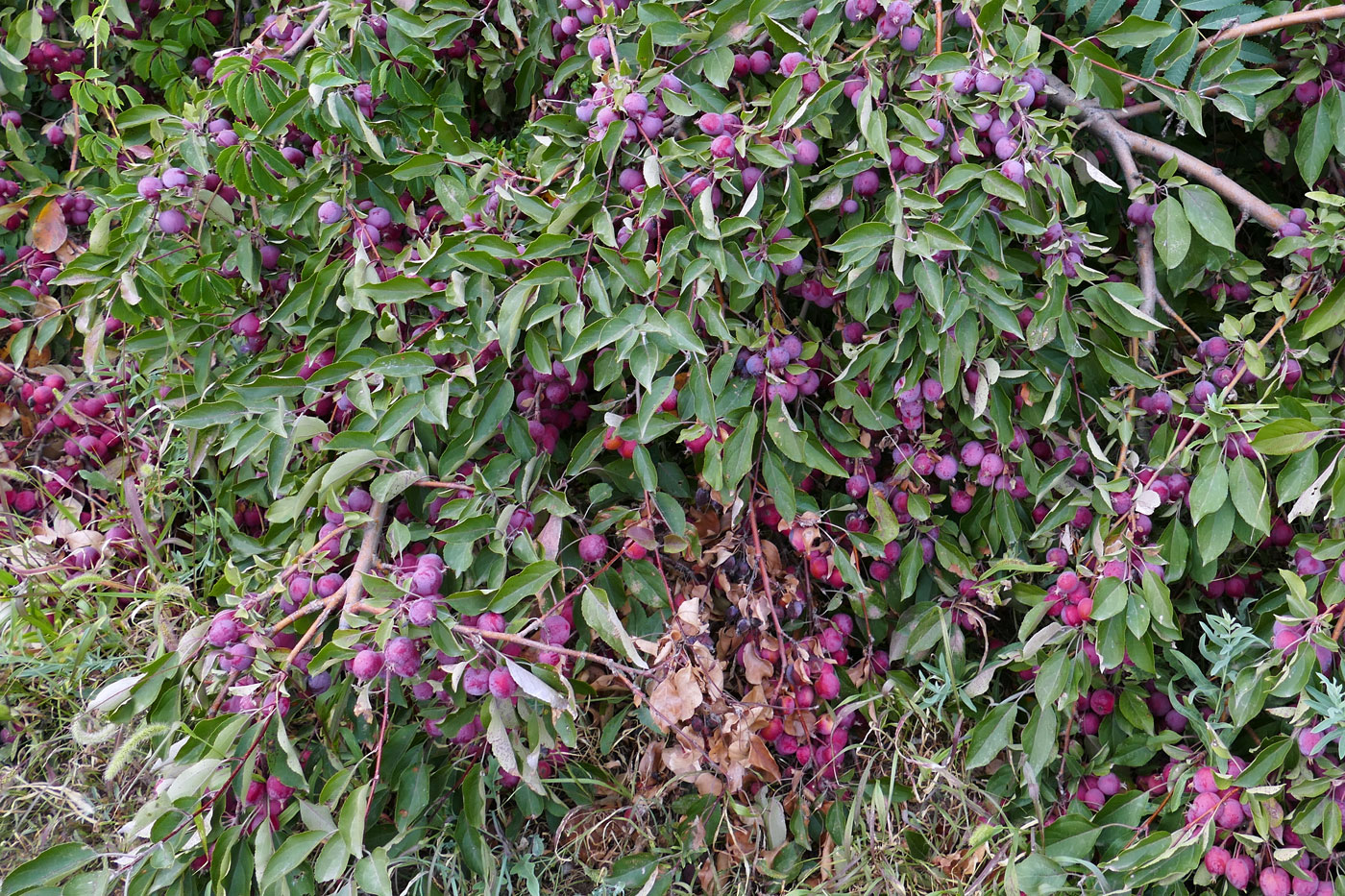 Изображение особи Malus prunifolia.