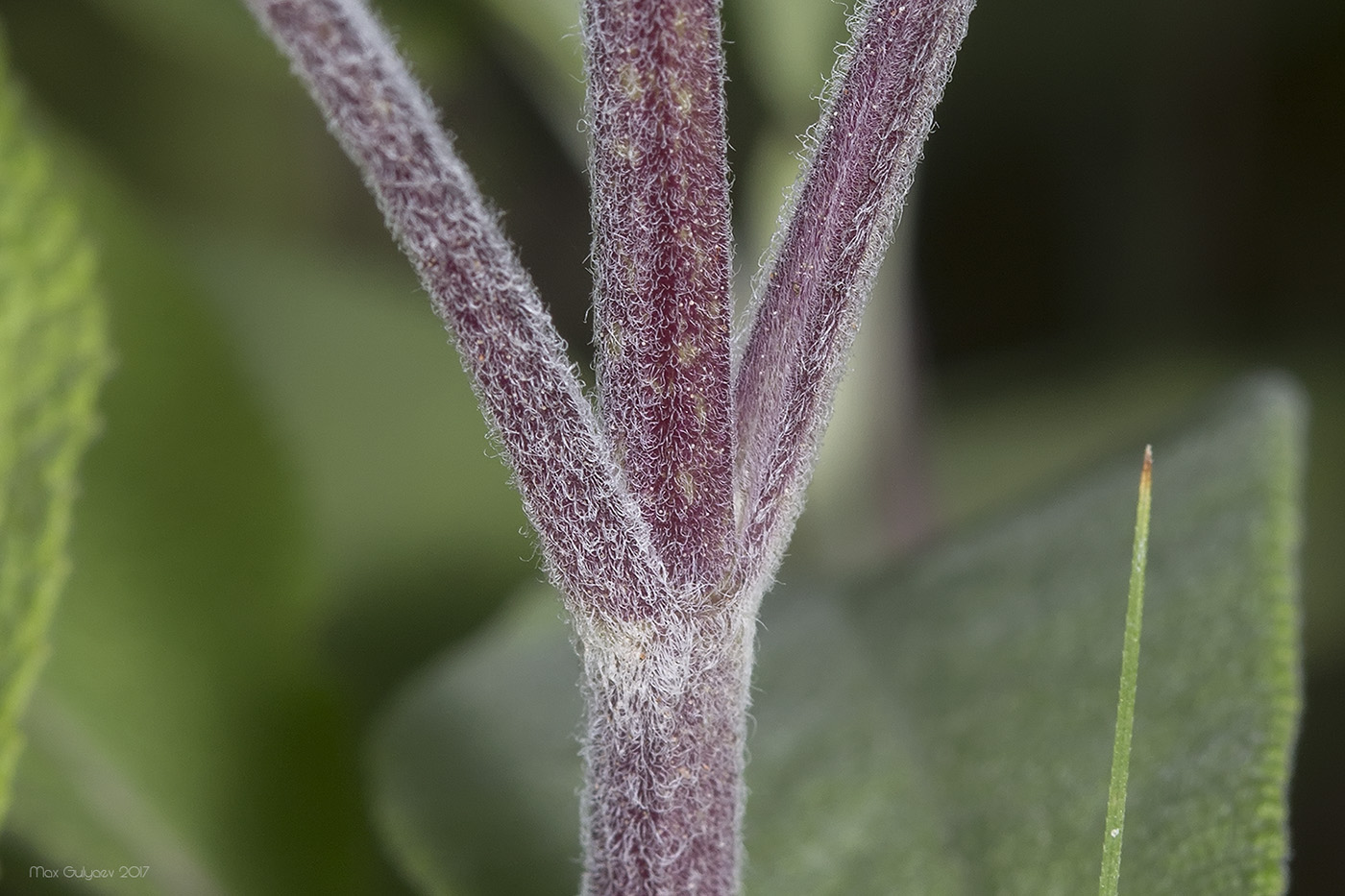 Изображение особи Salvia tomentosa.