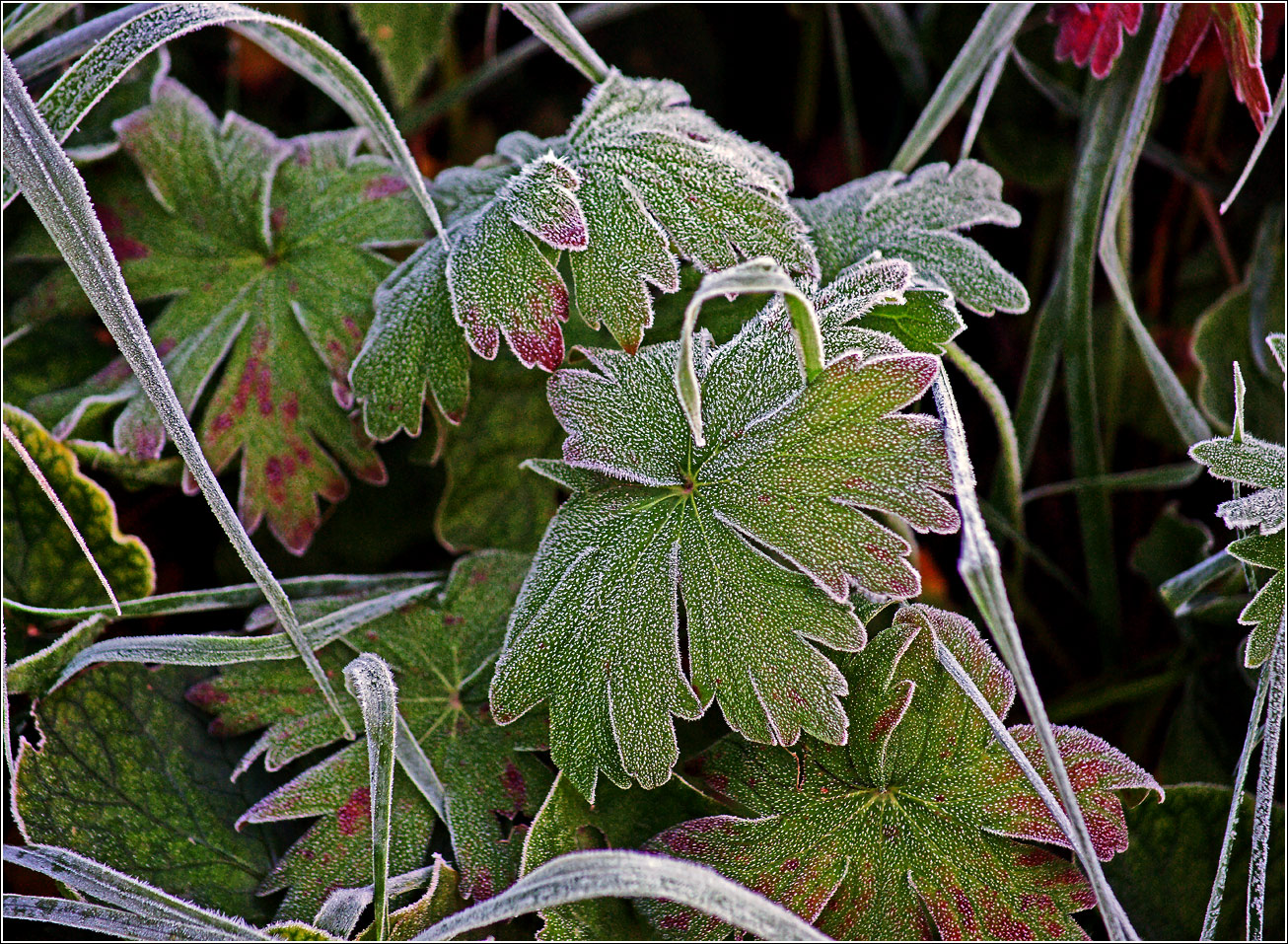 Image of Geranium palustre specimen.