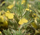 genus Ajuga. Верхушка цветущего растения. Турция, ил Карс, окр. Ани, овраг Хачидзор, на вулканическом камне. 28 мая 2025 г.