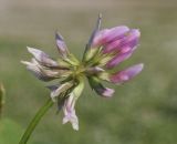Trifolium nigrescens. Соцветие. Испания, Каталония, пров. Жирона, комарка Баш Эмпорда, муниципалитет Калонже, лужайка. 22.03.2026.