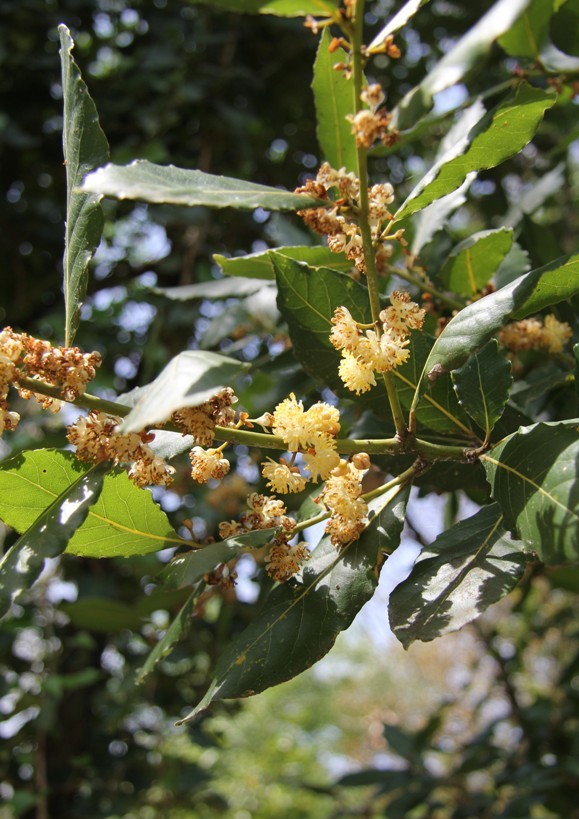 Изображение особи Laurus nobilis.