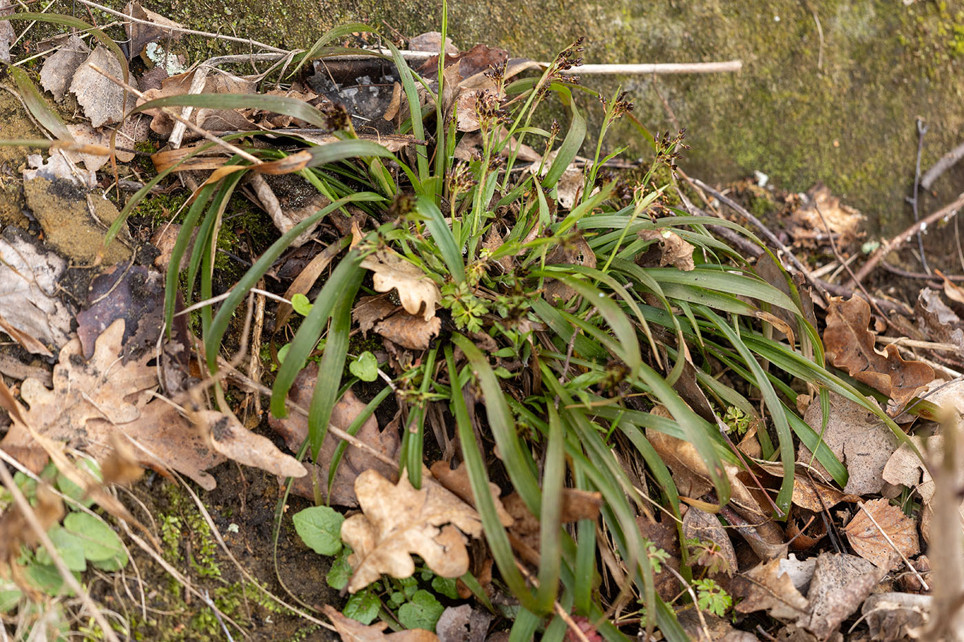 Изображение особи род Luzula.