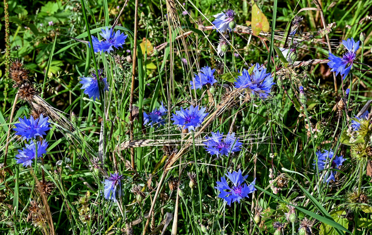 Изображение особи Centaurea cyanus.