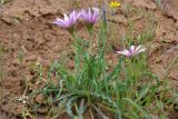Tragopogon marginifolius