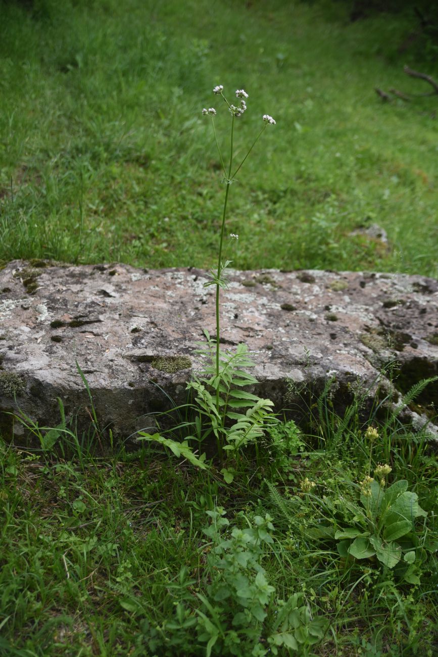 Image of Valeriana officinalis specimen.