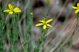 Haplophyllum dauricum. Верхушки побегов с цветками. Китай, пров. Ганьсу, гора Цзиши, ущ. Дасы, глинистый склон. 07.06.2025.