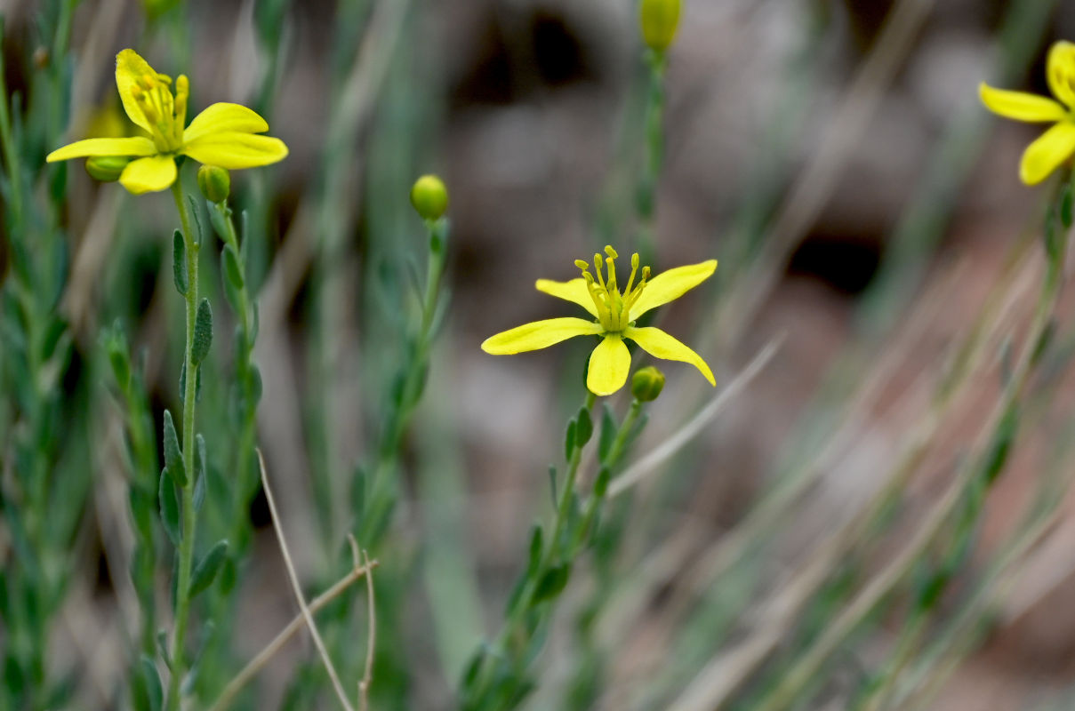 Image of Haplophyllum dauricum specimen.