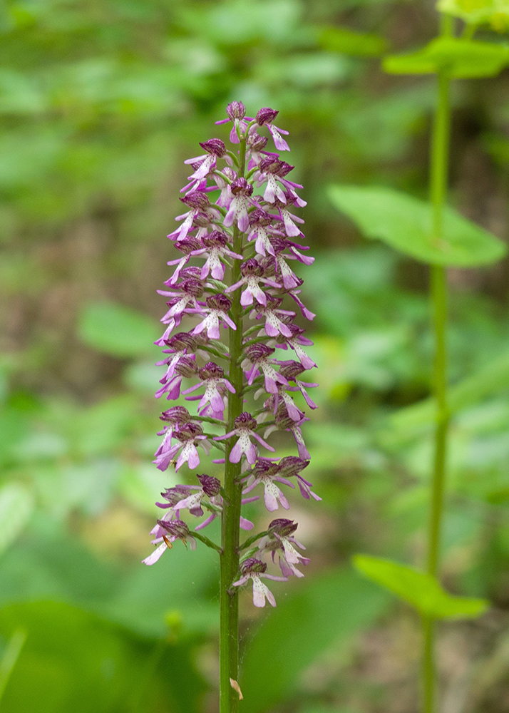 Изображение особи Orchis purpurea ssp. caucasica.