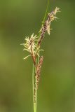 genus Carex