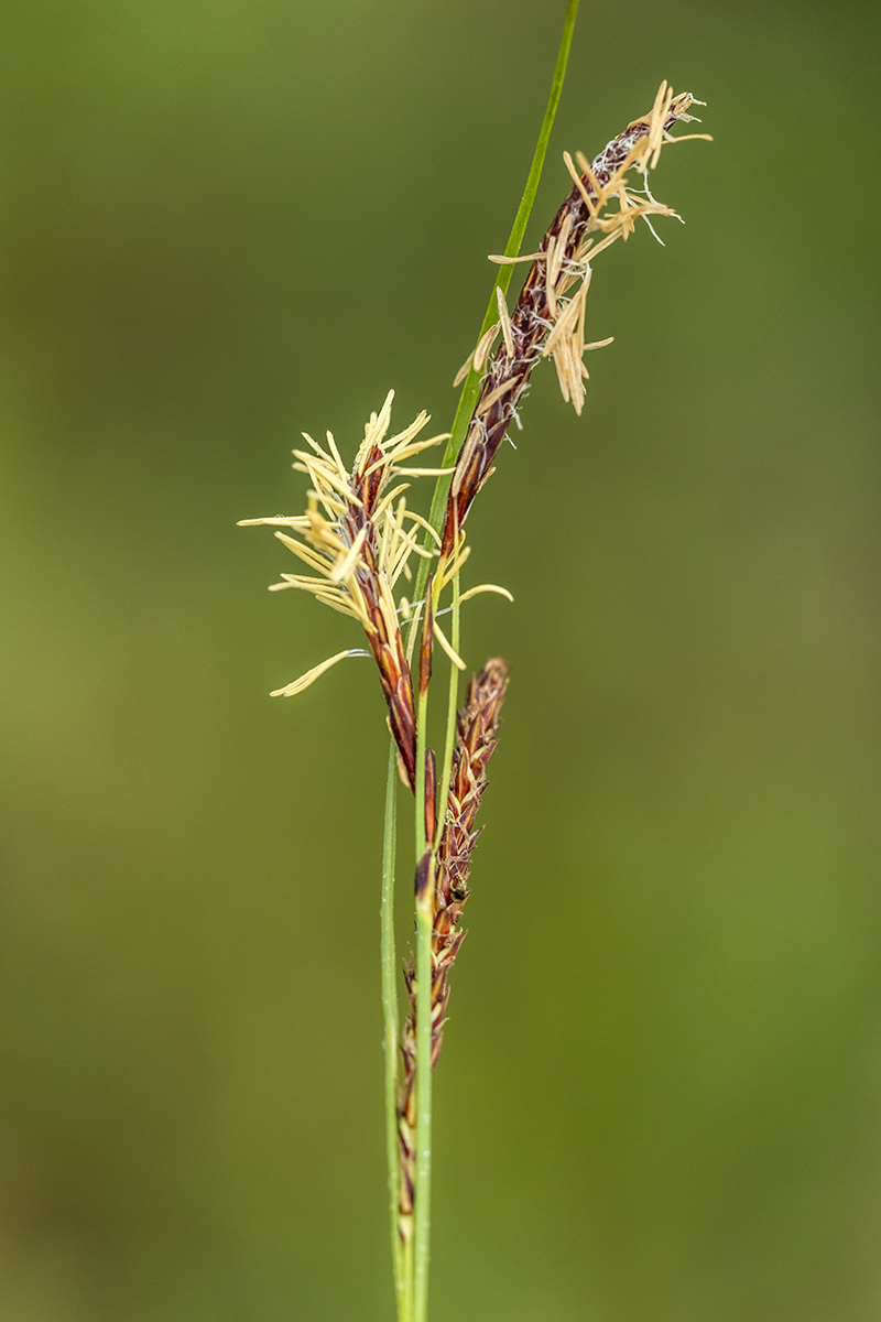 Image of genus Carex specimen.
