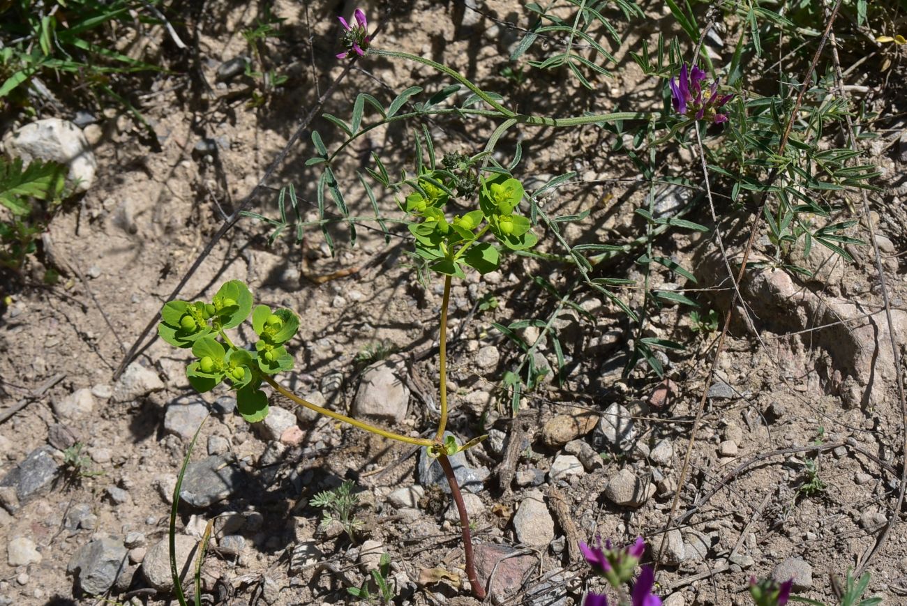 Image of genus Euphorbia specimen.