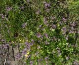Chorispora tenella