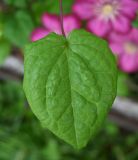 genus Clematis