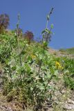genus Stachys