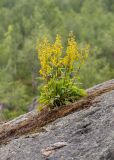 Solidago virgaurea subspecies lapponica. Цветущее растение. Мурманская обл., окр. г. Мурманск, в расщелине скалы, на берегу озера. 18.07.2026.