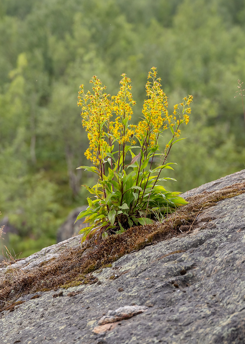 Image of Solidago virgaurea ssp. lapponica specimen.