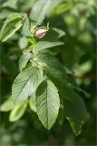род Rosa