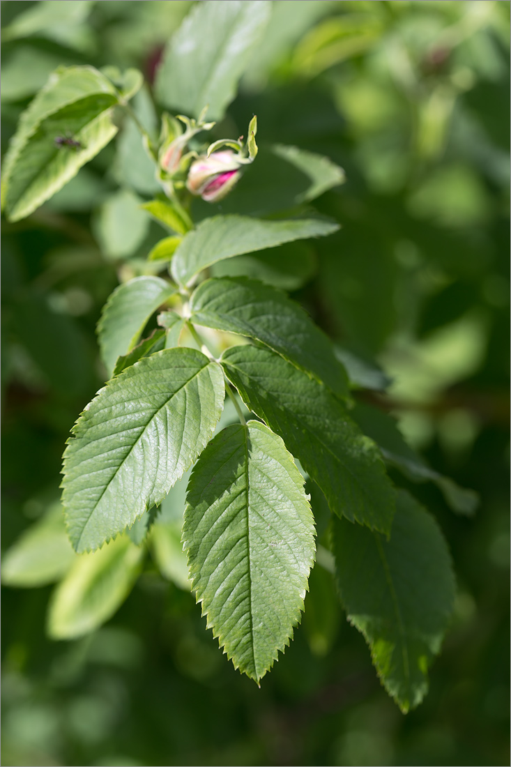 Image of genus Rosa specimen.