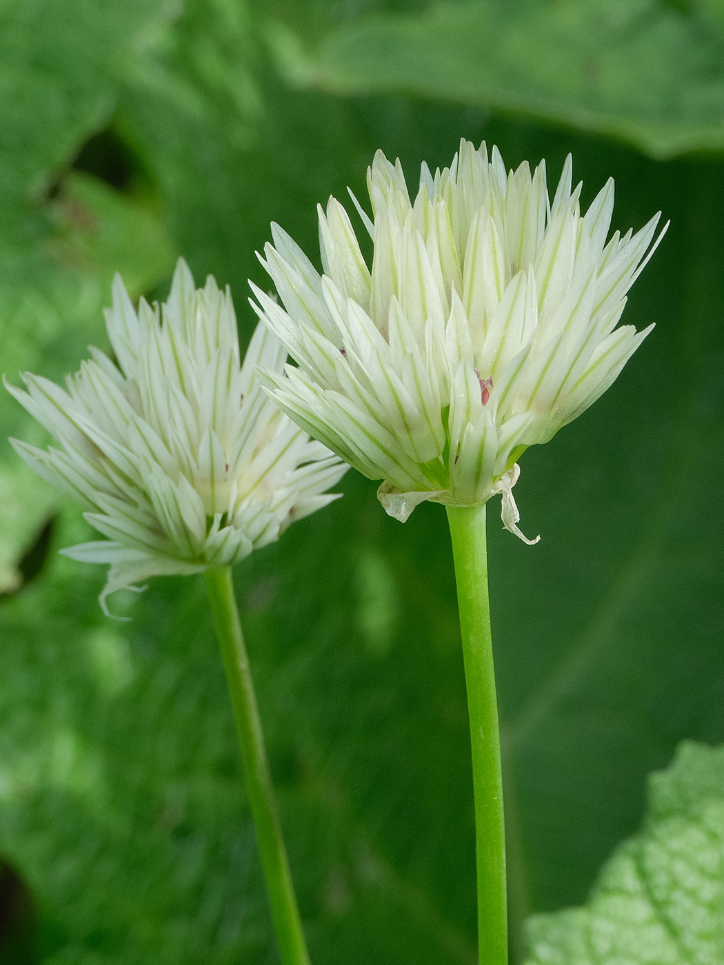 Изображение особи Allium darwasicum.