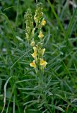 Linaria vulgaris. Верхушка цветущего растения. Московская обл., Дмитровский гор. округ, дол. р. Якоть, опушка смешанного леса. 23.08.2026.